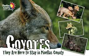 Images of coyotes and the logo from Pinellas County